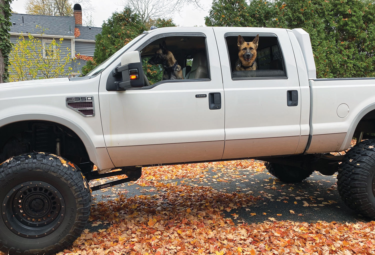 Courtney Craven’s F350 and her dogs inside
